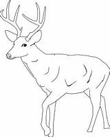 Deer Coloring Pages Template Tailed Printable Baby Buck Whitetail Cute Antlers Kids Drawing Clipart Animal Color Print Antler Templates Mule sketch template
