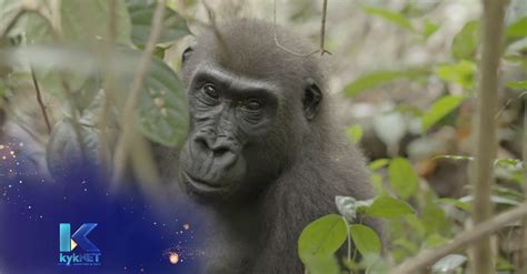 ontdek die wondere groen kongo reenwoud