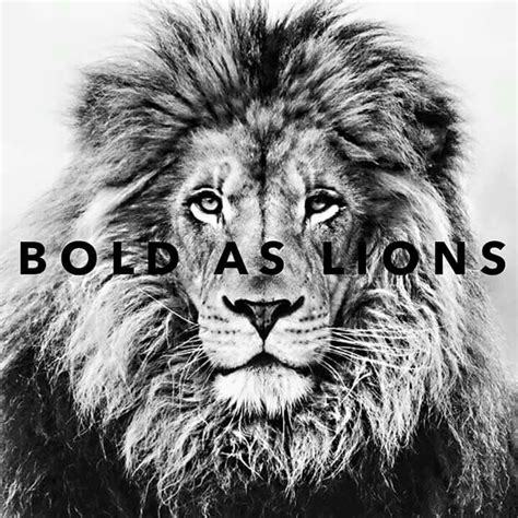 boldness black  white lion lion pictures lion art