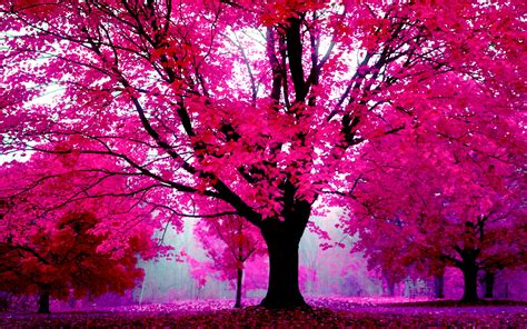 hd pink wallpapers
