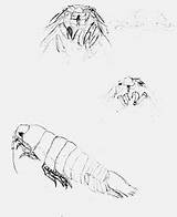 Woodlouse Arta Begining Drawing Crustaceans sketch template