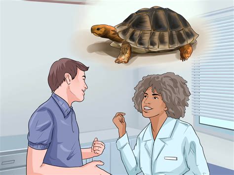 3 ways to sex tortoises wikihow