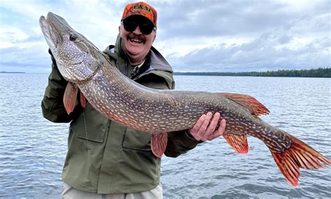 handling  releasing northern pike superior country