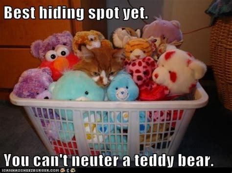 find  cat funny animal pictures funny animals hiding spots