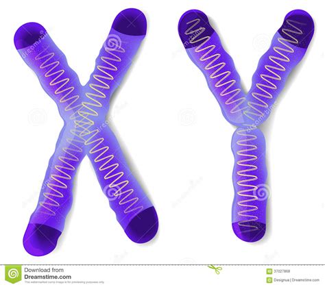 Sex Chromosome X And Y Stock Vector Illustration Of Microscope 37027868