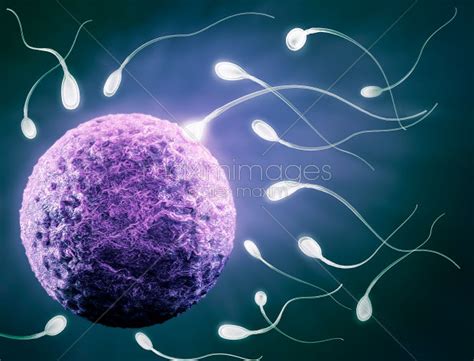 Image Of Human Egg And Sperm Fertilization Stock Image