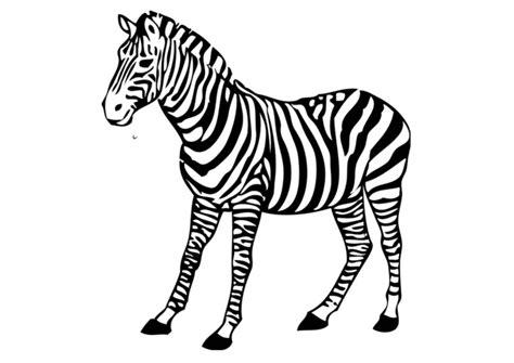 coloring page zebra  printable coloring pages img