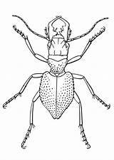 Escarabajo Kever Kleurplaat Scarabeo Escarabajos Beet Kleurplaten Insectos Gratis Grandes Educima Schoolplaten Educolor sketch template