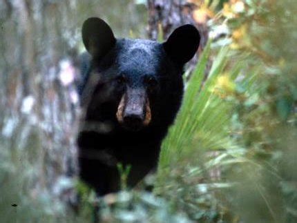 florida black bears bears   world