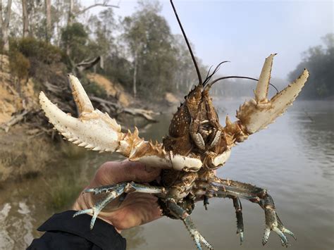 species   month releasing murray crayfish     lost nature glenelg trust
