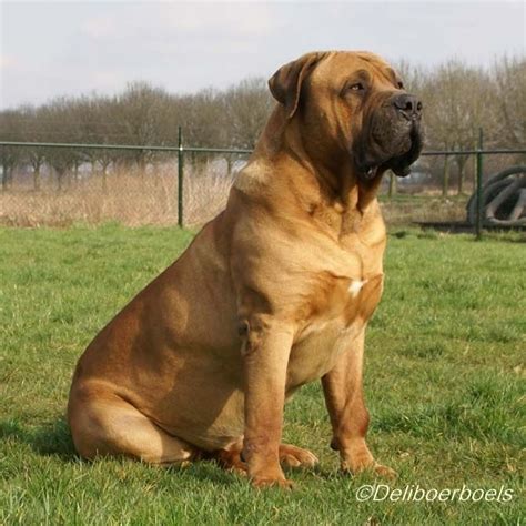 boerboel reu immermoed nelis  dogs   animals giant dog breeds mastiff breeds