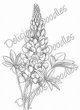 Drawing Lupine Flower Bluebonnet Getdrawings Drawings sketch template