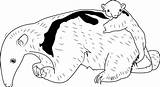 Anteater Printable Coloringpages101 sketch template