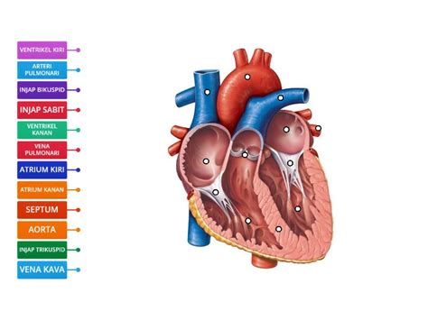 struktur jantung manusia gambar rajah berlabel