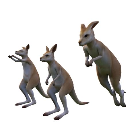 kangaroo rigged animation model turbosquid