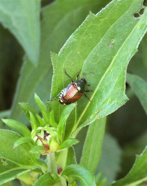 japanese beetle control better homes and gardens