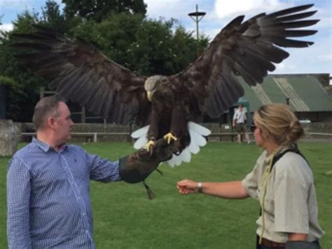 falconry centre visitrevisit