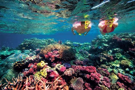 tnq takes reef news global  monthly newsletter