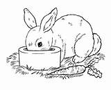 Kelinci Wortel Sketsa Diwarnai Mewarnai Mudah Rabbits Printable Gaya sketch template