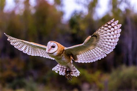 flying barn owl photograph  faycal chebbi fine art america