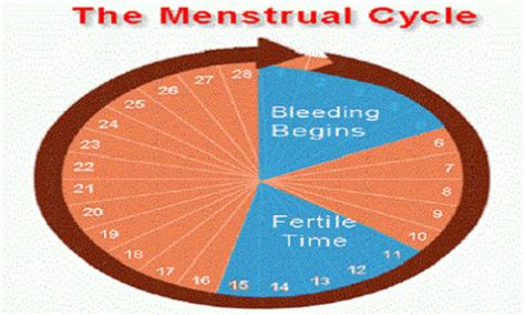 How To Calculate Ovulation And Safe Period In Women – Information Parlour
