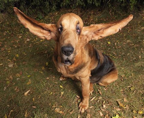 funny dog picture funny dog  long ears photo
