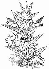 Plantas Hierbas Medicinales Imprimir sketch template