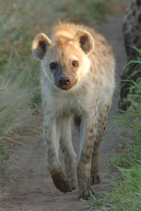 images  hyenas  pinterest tanzania kruger national park  im