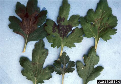 bacterial leaf spot pseudomonas cichorii  chrysanthemum chrysanthemum spp