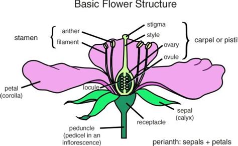 flower diagram labelled clipart
