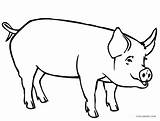 Pig Pages Coloring Baby Cute Getcolorings sketch template