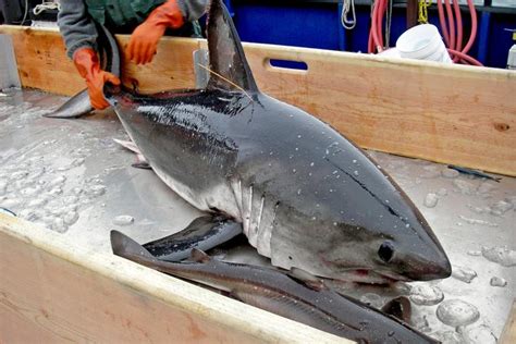 world record salmon shark kenneth higginbotham pictures big fishes