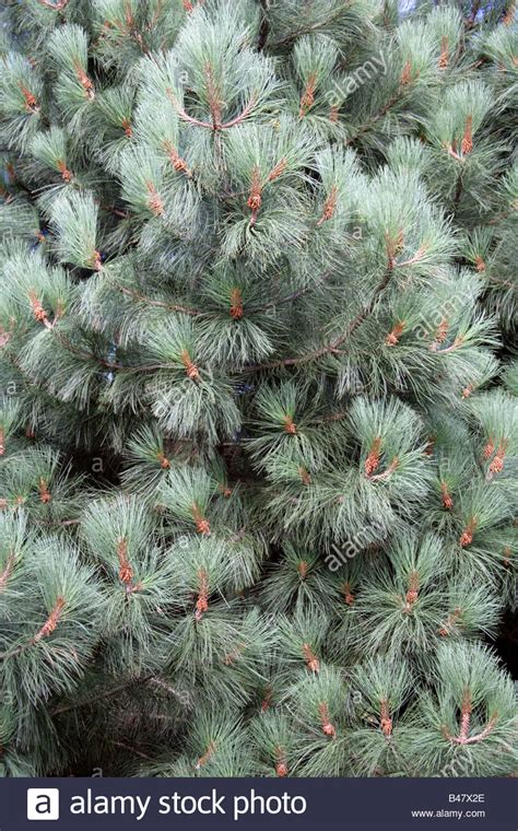 Coulter Pine Or Big Cone Pine Tree Pinus Coulteri