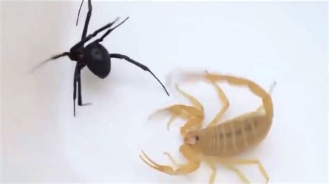 Scorpion Vs Black Widow Youtube