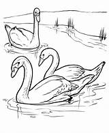 Cisnes Nadando sketch template
