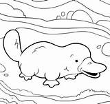 Platypus Coloring Pages Cute Printable Color Supercoloring Perry Baby Template Easy Crafts Colouring Select Category Getcolorings Zdroj Pinu sketch template