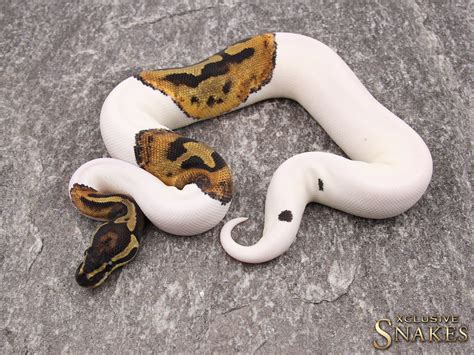 lavender albino ball pythons ball python breeder xclusive snakes
