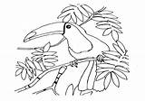 Toucan Coloring Pages sketch template