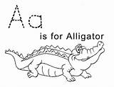 Coloring Alligator Pages Letter Print Simple Preschoolers Printable Sheets Alligators Preschool Animal Sheet Kids Drawing Animals sketch template