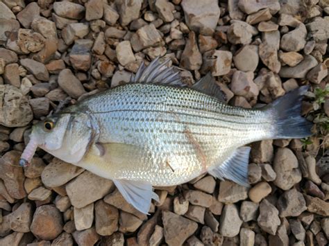 The White Bass Are Making Their Run In Missouri They Fight Bigger Than