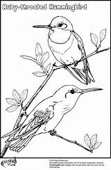 Coloring Hummingbird Hummingbirds Flowers Teamcolors sketch template