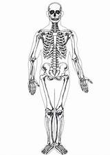 Colorare Umano Esqueleto sketch template