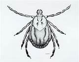 Tick Ticks Teekening Insect sketch template