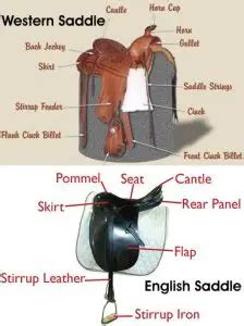 parts   saddle  horse rider