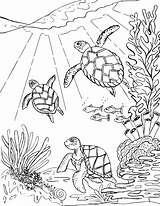 Realistic Tortoise Tortugas Tortuga Ocean Coloringbay Marinas Stress Nadando Family Realista sketch template