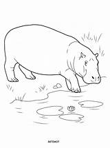 Hippo Entra Corpo Kolorowanka Colorkid Goes Malvorlagen Idrico Leau Va Wasser Tiere Salvajes Szczur Varan Talpa Selvatici Cocodrilo Körper Flusspferd sketch template