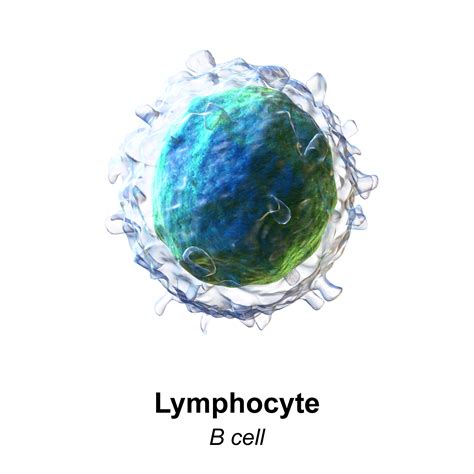 fileblausen  lymphocyte  cellpng