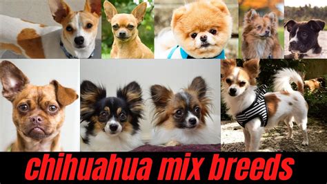 top  chihuahua mix breeds  pictures dogsbriefcom