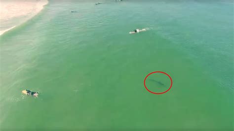 video drone captures footage  shark swimming  surfers abc fresno
