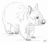 Wombat Coloring Drawing Printable Draw Pages Supercoloring Kids Wombats Animals Hairy Nosed Animal Sketches Craft Australia Outline Step Drawings Australian sketch template